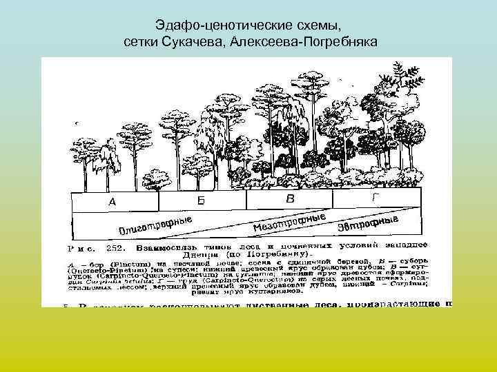 Эдафо-ценотические схемы, сетки Сукачева, Алексеева-Погребняка 