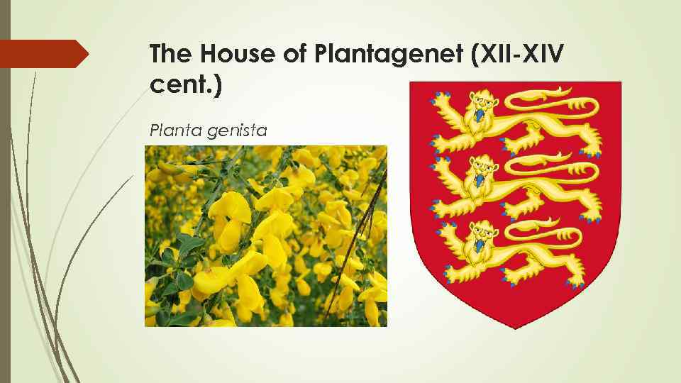 The House of Plantagenet (XII-XIV cent. ) Planta genista 