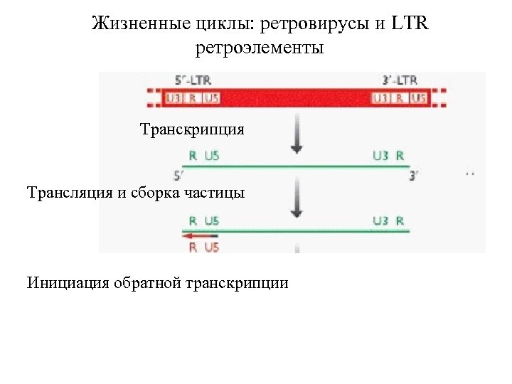 Схема обратной транскрипции