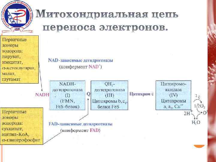 Схема процессов энергетического обмена