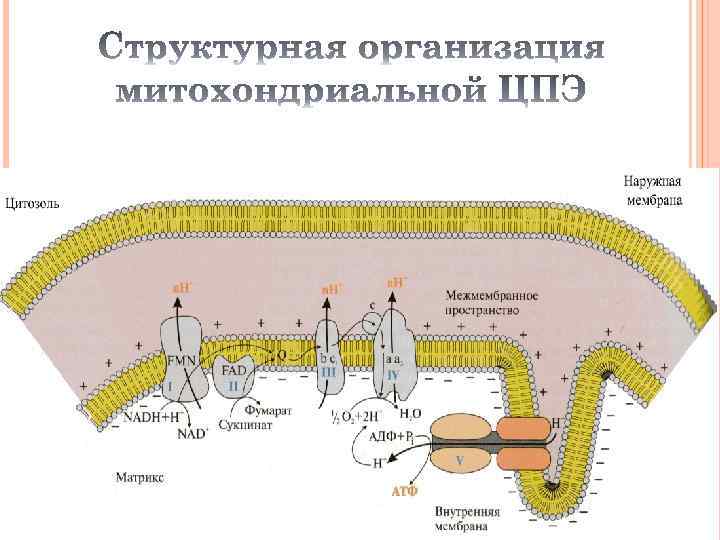 Обмен егэ. Энергетический обмен в митохондриях схема.