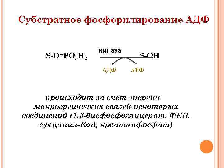 Субстратное фосфорилирование АДФ S-O~PO 3 H 2 киназа АДФ S-OH АТФ происходит за счет