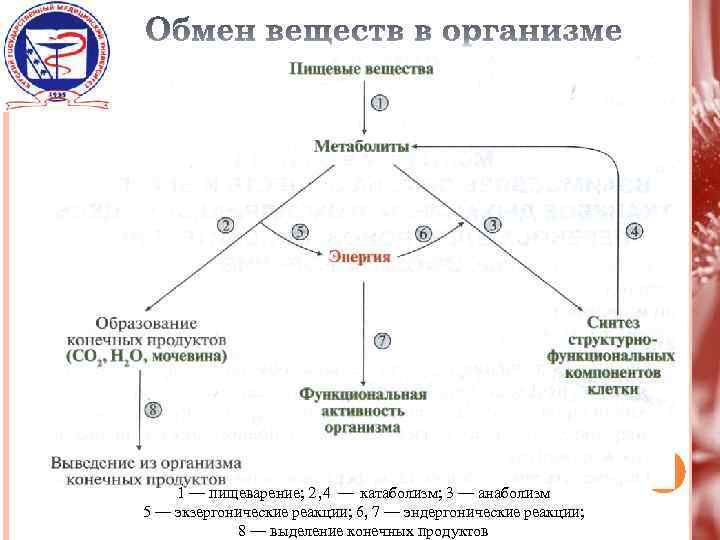 Взаимосвязь обмена веществ в организме