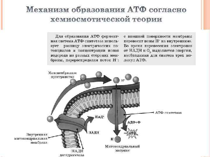 Хемиосмотическая теория митчелла схема