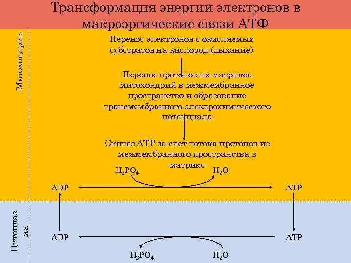 Системы преобразования энергии. Макроэргические связи в АТФ. Энергия макроэргических связей. Энергии трансформации АТФ. Макроэргические связи в митохондриях.