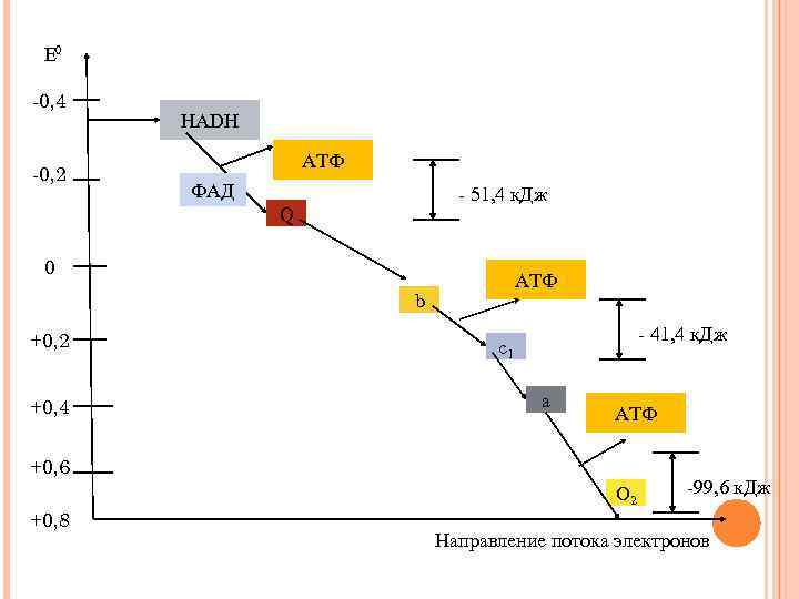 Е 0 -0, 4 -0, 2 HADH АТФ ФАД - 51, 4 к. Дж