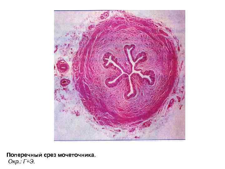 Поперечный срез мочеточника. Окр. : Г+Э. 