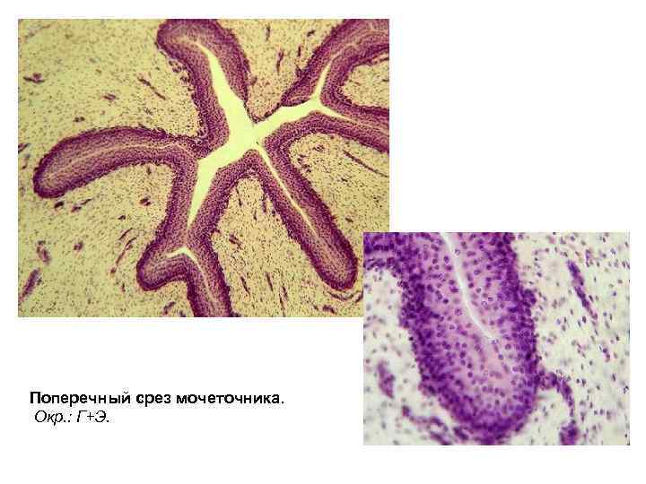 Поперечный срез мочеточника. Окр. : Г+Э. 