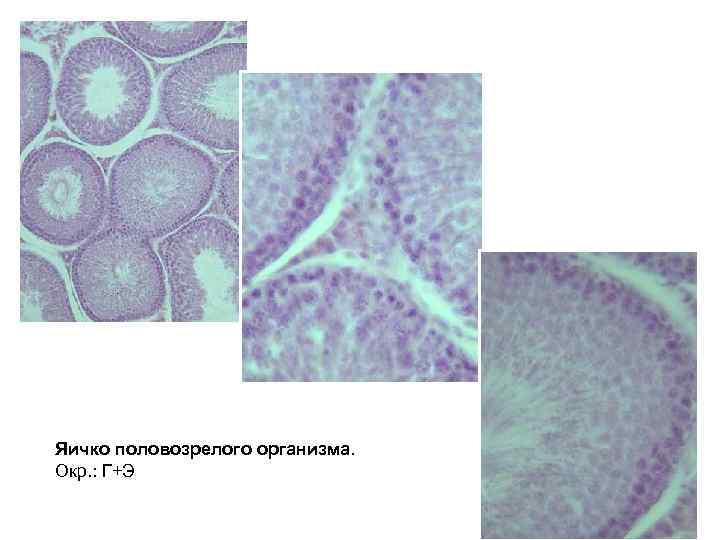 Яичко половозрелого организма. Окр. : Г+Э 