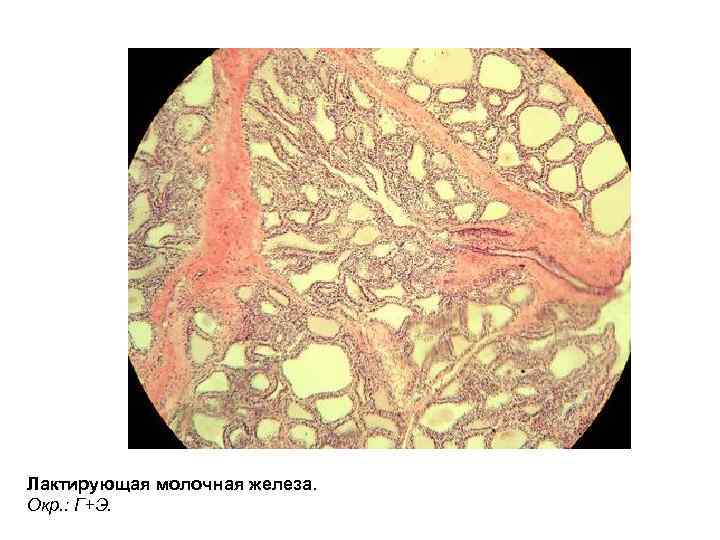Лактирующая молочная железа. Окр. : Г+Э. 