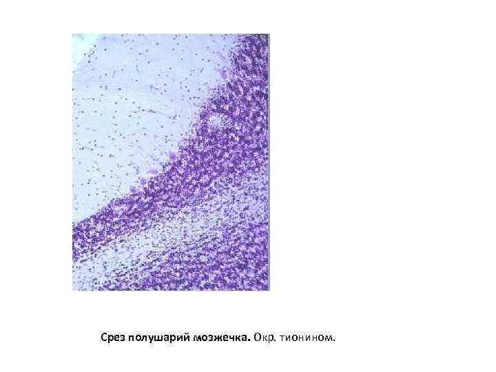 Срез полушарий мозжечка. Окр. тионином. 