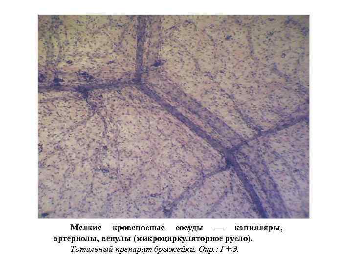  Мелкие кровеносные сосуды — капилляры, артериолы, венулы (микроциркуляторное русло). Тотальный препарат брыжейки. Окр.