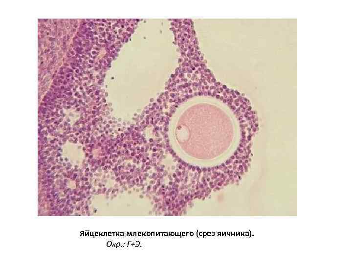 Яйцеклетка млекопитающего (срез яичника). Окр. : Г+Э. 