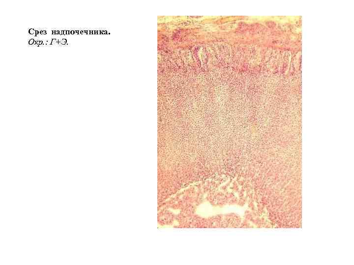 Срез надпочечника. Окр. : Г+Э. 