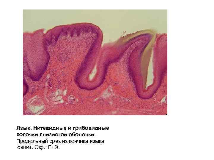 Язык. Нитевидные и грибовидные сосочки слизистой оболочки. Продольный срез из кончика языка кошки. Окр.