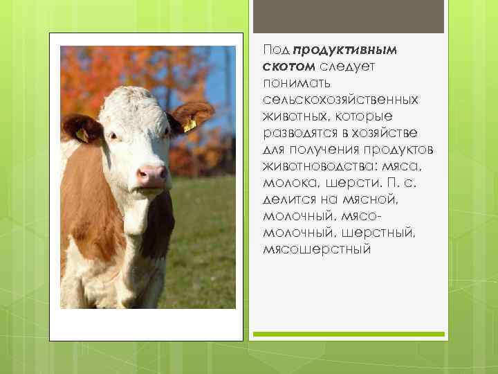 Под продуктивным скотом следует понимать сельскохозяйственных животных, которые разводятся в хозяйстве для получения продуктов