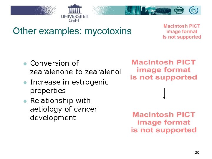Other examples: mycotoxins l l l Conversion of zearalenone to zearalenol Increase in estrogenic