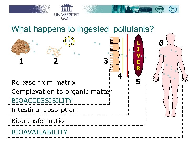 What happens to ingested pollutants? 1 2 L I V E R 3 Release