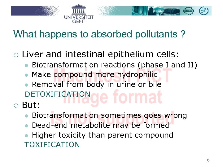 What happens to absorbed pollutants ? ¡ Liver and intestinal epithelium cells: Biotransformation reactions