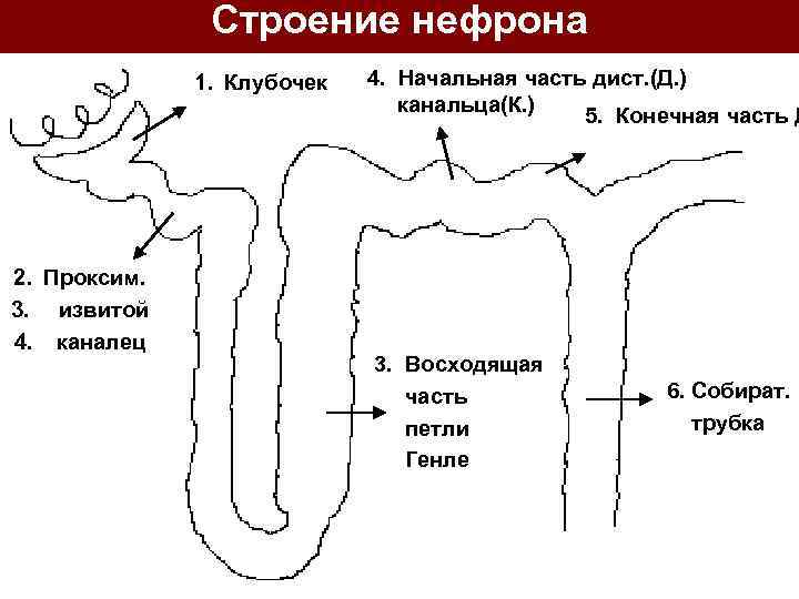 Строение нефрона 1. Клубочек 2. Проксим. 3. извитой 4. каналец 4. Начальная часть дист.