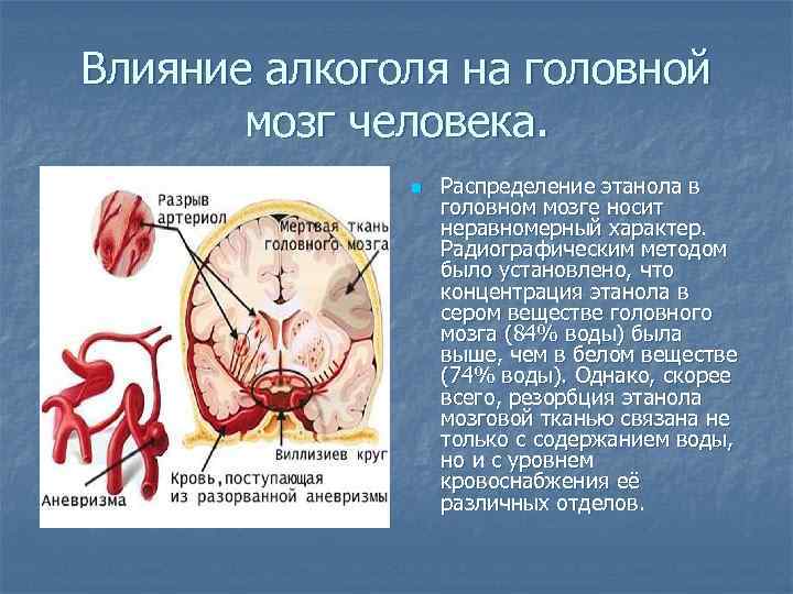 Влияние алкоголя на головной мозг человека. n Распределение этанола в головном мозге носит неравномерный