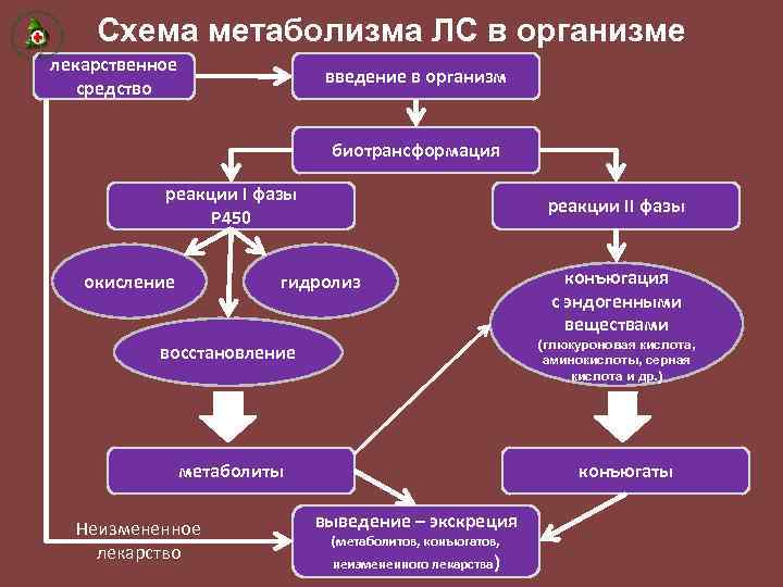 Схема метаболизма ЛС в организме лекарственное средство введение в организм биотрансформация реакции I фазы