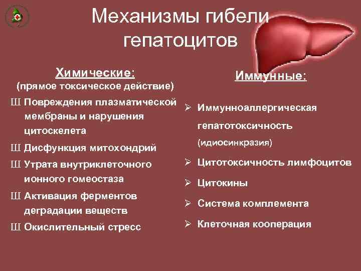 Механизмы гибели гепатоцитов Химические: (прямое токсическое действие) Иммунные: Ш Повреждения плазматической Ø Иммунноаллергическая мембраны