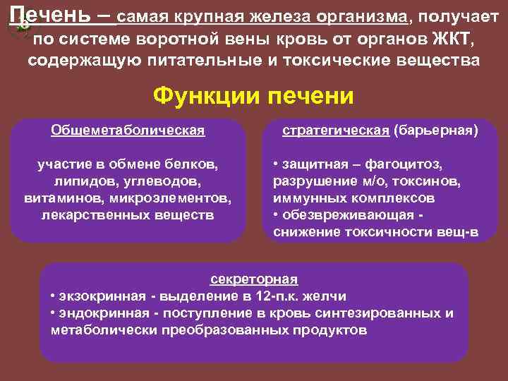 Печень – самая крупная железа организма, получает по системе воротной вены кровь от органов