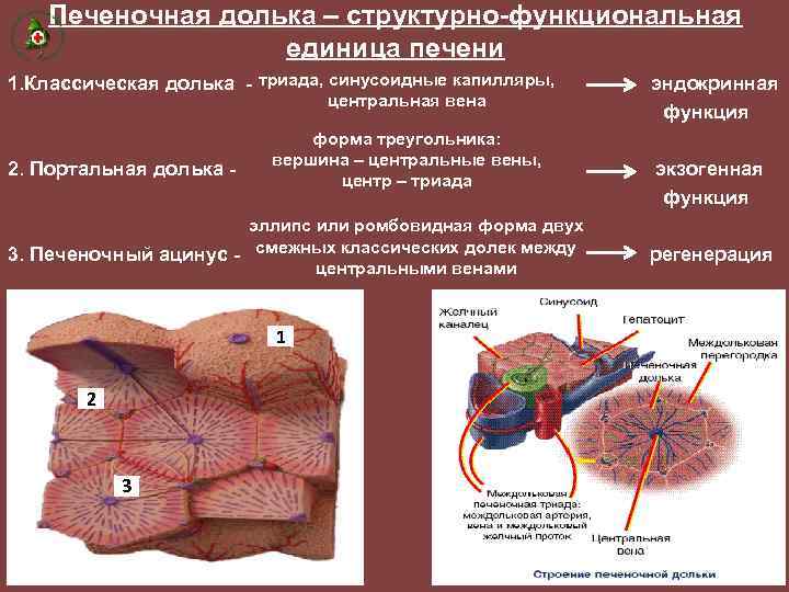 Печеночная долька – структурно-функциональная единица печени 1. Классическая долька - триада, синусоидные капилляры, центральная