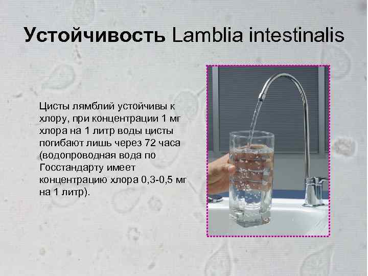 Устойчивость Lamblia intestinalis Цисты лямблий устойчивы к хлору, при концентрации 1 мг хлора на