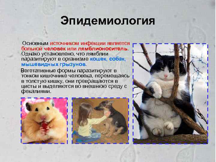 Эпидемиология Основным источником инфекции является больной человек или лямблионоситель. Однако установлено, что лямблии паразитируют