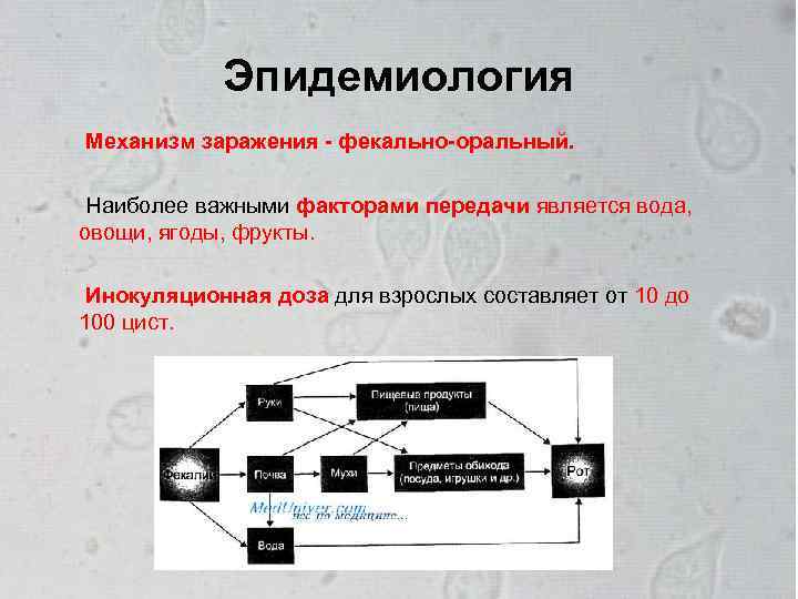 Эпидемиология Механизм заражения - фекально-оральный. Наиболее важными факторами передачи является вода, овощи, ягоды, фрукты.