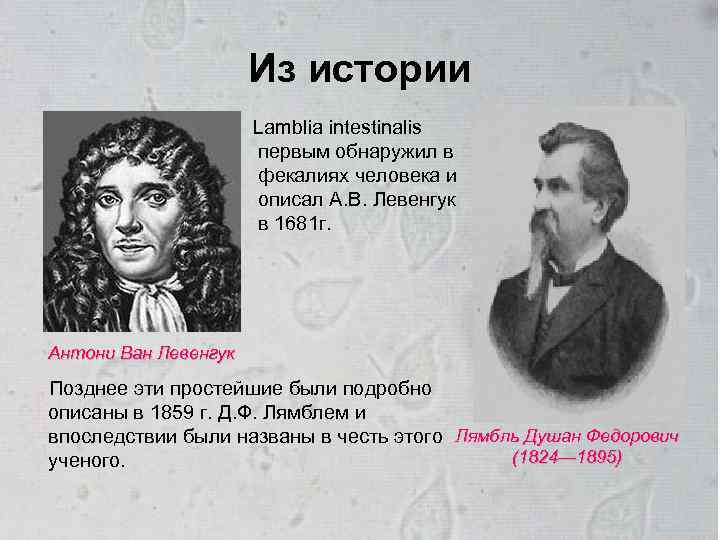 Из истории Lamblia intestinalis первым обнаружил в фекалиях человека и описал А. В. Левенгук