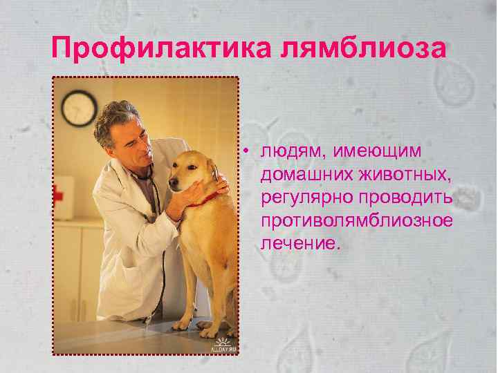 Профилактика лямблиоза • людям, имеющим домашних животных, регулярно проводить противолямблиозное лечение. 