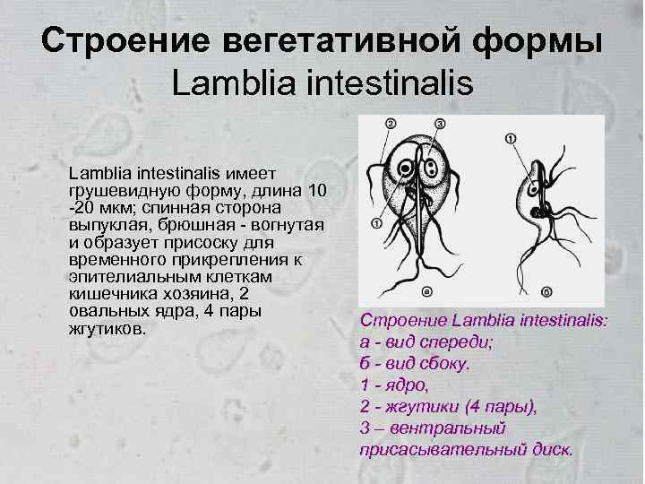 Строение вегетативной формы Lamblia intestinalis имеет грушевидную форму, длина 10 -20 мкм; спинная сторона