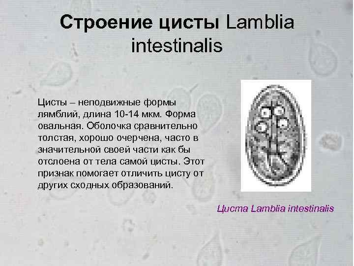 Строение цисты Lamblia intestinalis Цисты – неподвижные формы лямблий, длина 10 -14 мкм. Форма