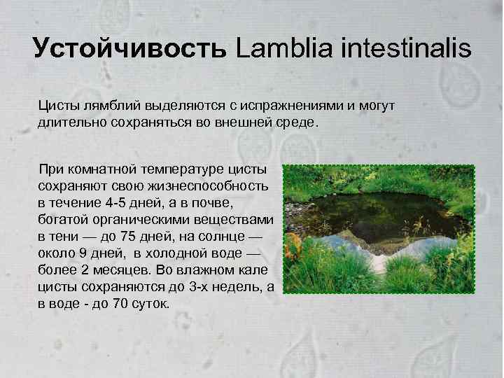 Устойчивость Lamblia intestinalis Цисты лямблий выделяются с испражнениями и могут длительно сохраняться во внешней