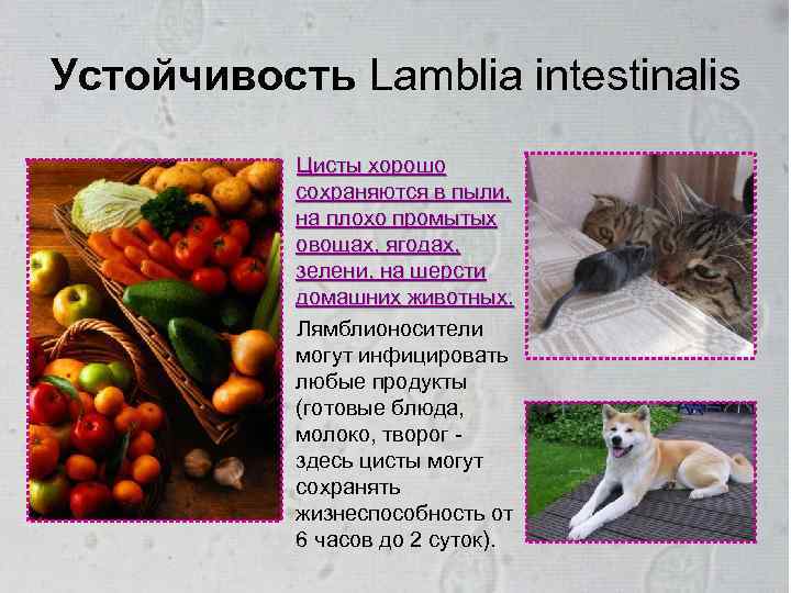 Устойчивость Lamblia intestinalis Цисты хорошо сохраняются в пыли, на плохо промытых овощах, ягодах, зелени,