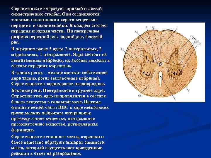 Серое вещество мозга образовано. Серое вещество. Серое вещество образовано. Тканевой состав серого вещества. Нейроны серого вещества.