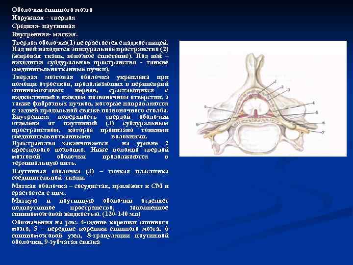 Оболочки спинного мозга Наружная – твердая Средняя- паутинная Внутренняя- мягкая. Твердая оболочка(1) не срастается