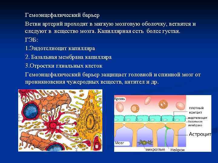 Гемоэнцефалический барьер Ветви артерий проходят в мягкую мозговую оболочку, ветвятся и следуют в вещество