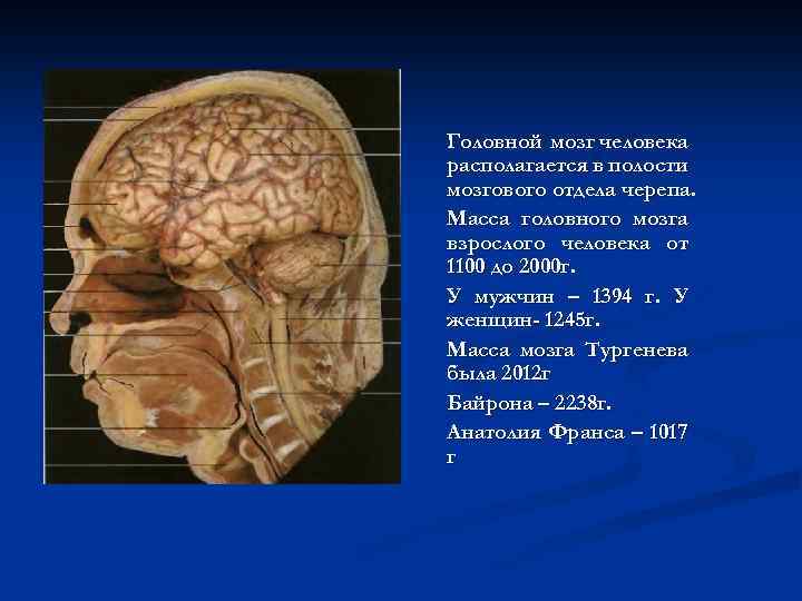 Головной мозг человека располагается в полости мозгового отдела черепа. Масса головного мозга взрослого человека