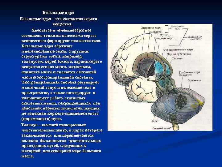 Базальные ядра – это скопления серого вещества. Хвостатое и чечевицеобразное соединены тонкими полосками серого