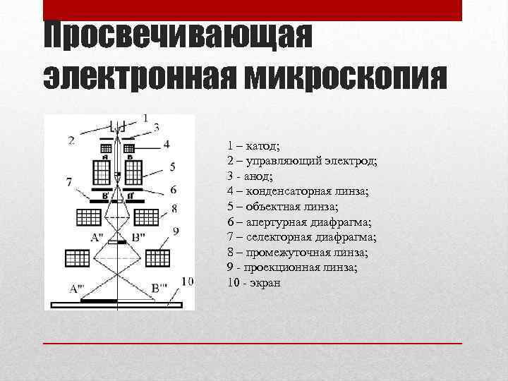 Просвечивающая электронная микроскопия фото