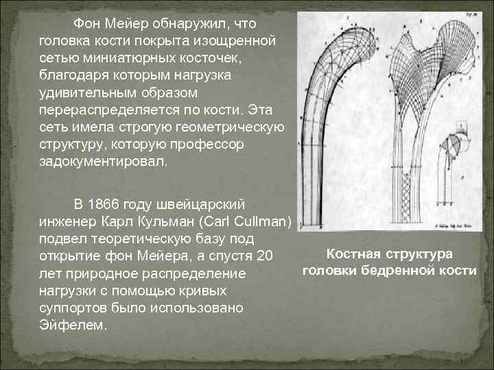 Фон Мейер обнаружил, что головка кости покрыта изощренной сетью миниатюрных косточек, благодаря которым нагрузка