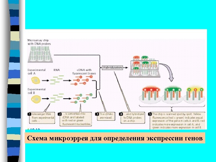 Схема микроэррея для определения экспрессии генов 