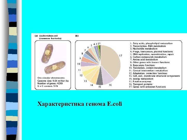 Характеристика генома E. coli 