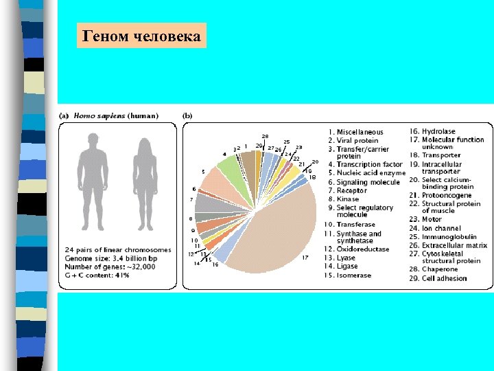Геном человека 