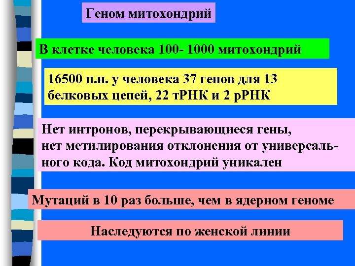 Геном митохондрий В клетке человека 100 - 1000 митохондрий 16500 п. н. у человека