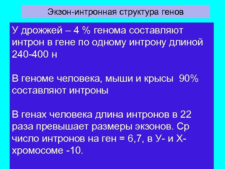 Экзон-интронная структура генов У дрожжей – 4 % генома составляют интрон в гене по